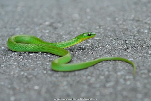 青蛇Cyclophiops major | 分類群| 台灣生物多樣性網絡